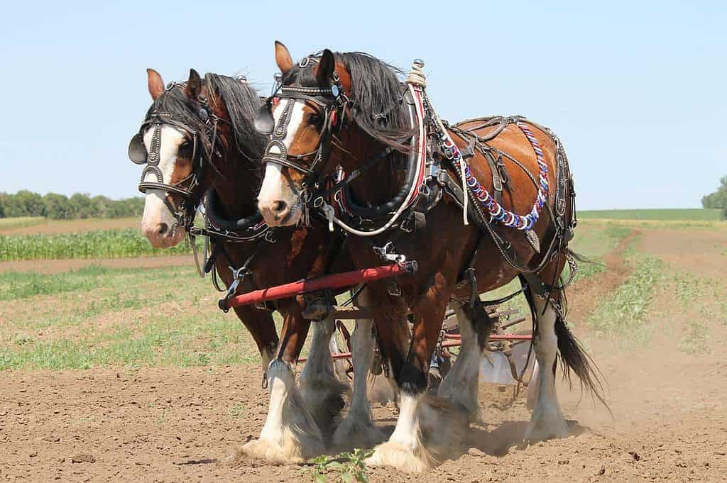 Steder å gå i North Dakota