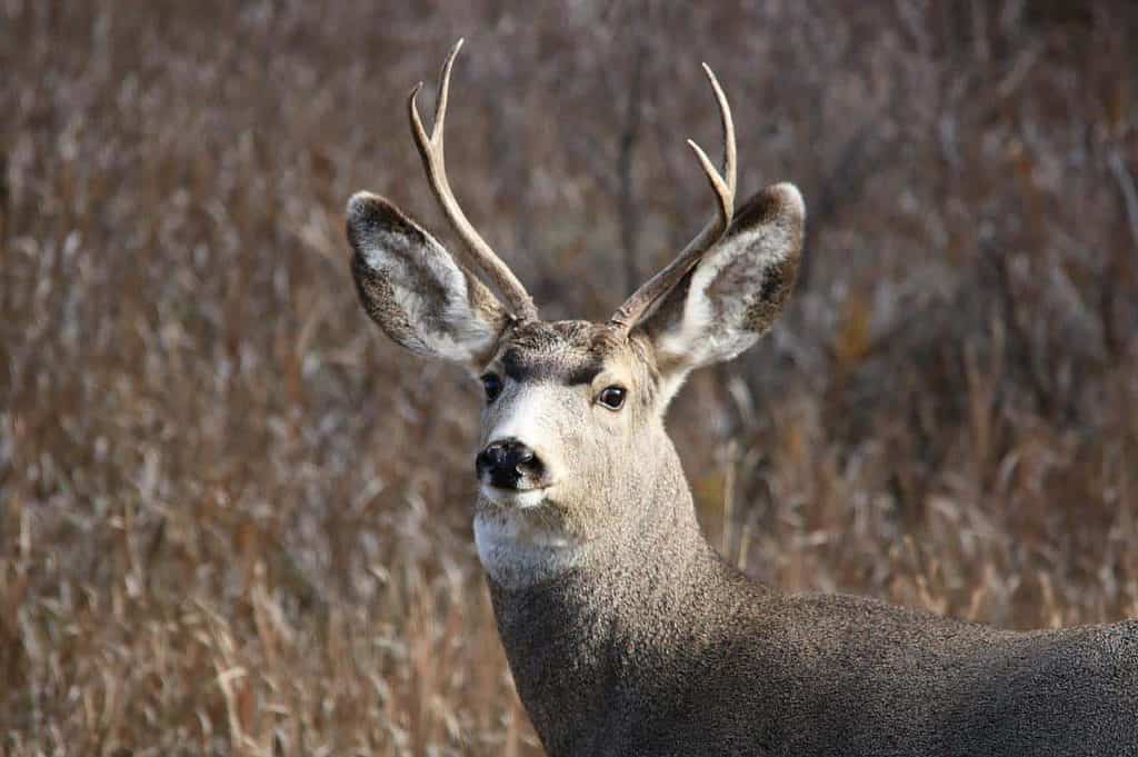 Hva du skal se i North Dakota