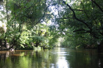 Alafia River Riverview, FL