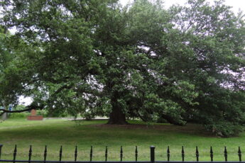 Hampton, Virginia Emancipation Oak