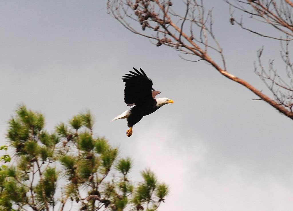 14 Unbelievable Pearland, TX, Details that Prove this Quiet City is Anything but Ordinary 16 Bald Eagle, Pearland, Texas