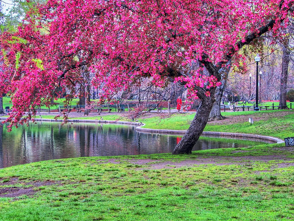 Boston Common