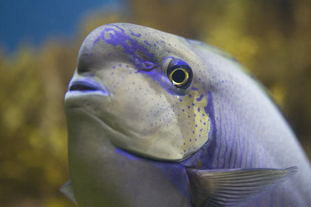 Boston - New England Aquarium
