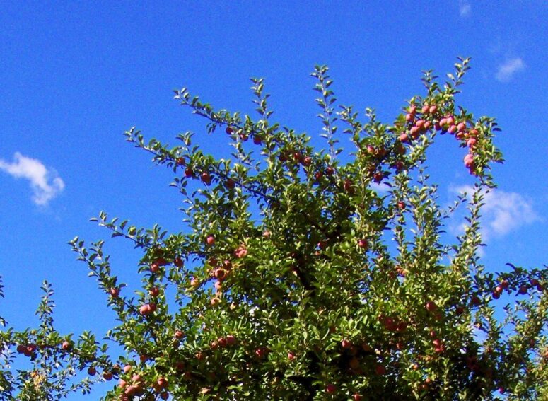 This Overlooked Washington Valley Was Once Covered With More Than a Million Apple Trees