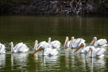 Edinburg Scenic Wetlands