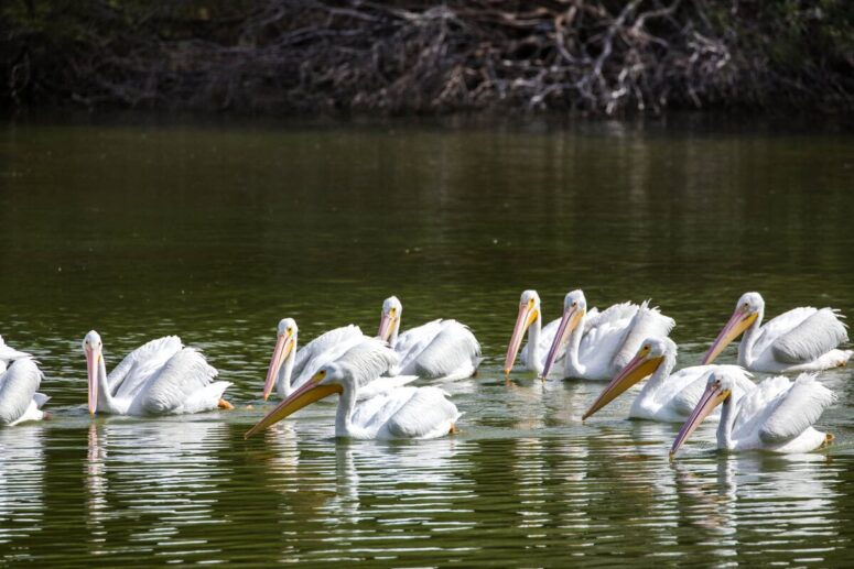 This Hidden Texas City Turned Forty Acres Into A Dream Destination For Birders