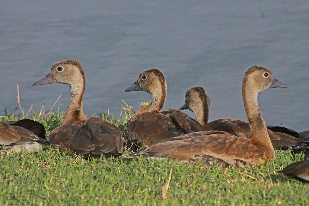 Edinburg World Birding Center