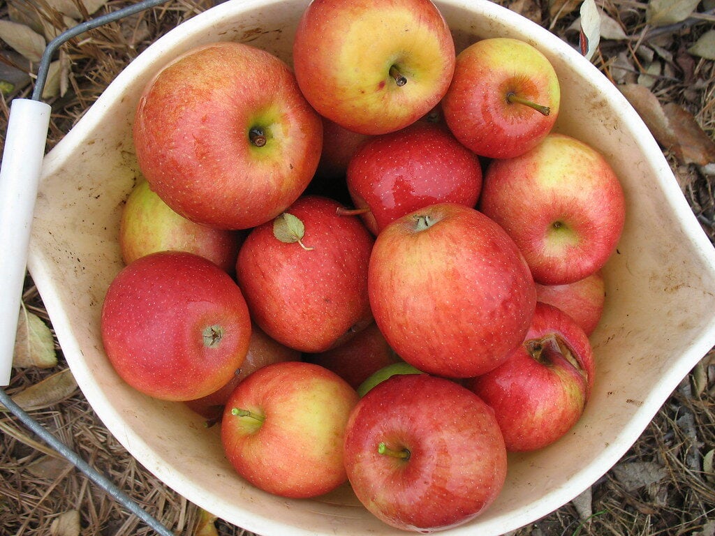 Spokane Valley apple orchards
