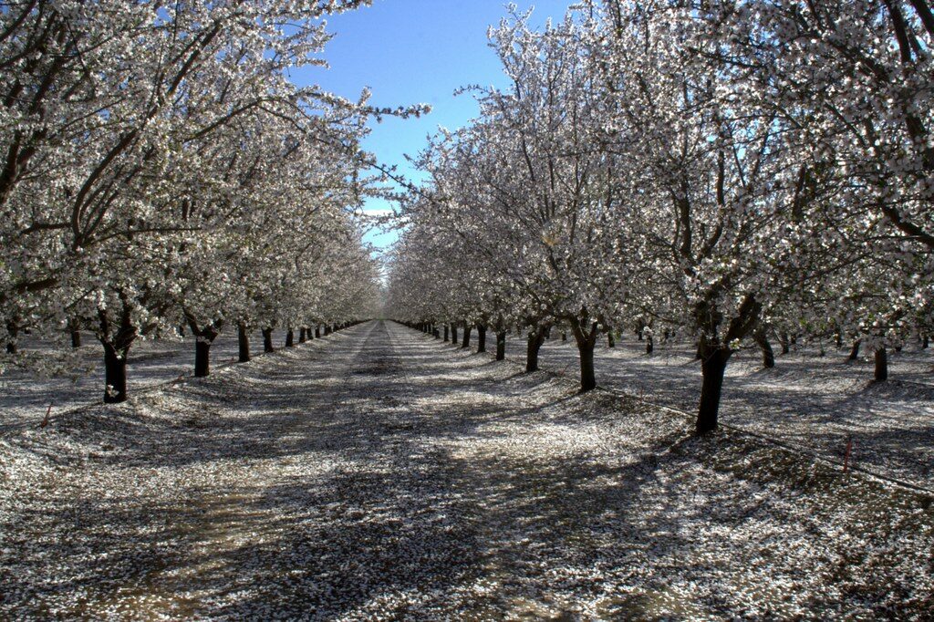 California's Family City Close to Nature and Far From Everything Else 12 Los Banos, California