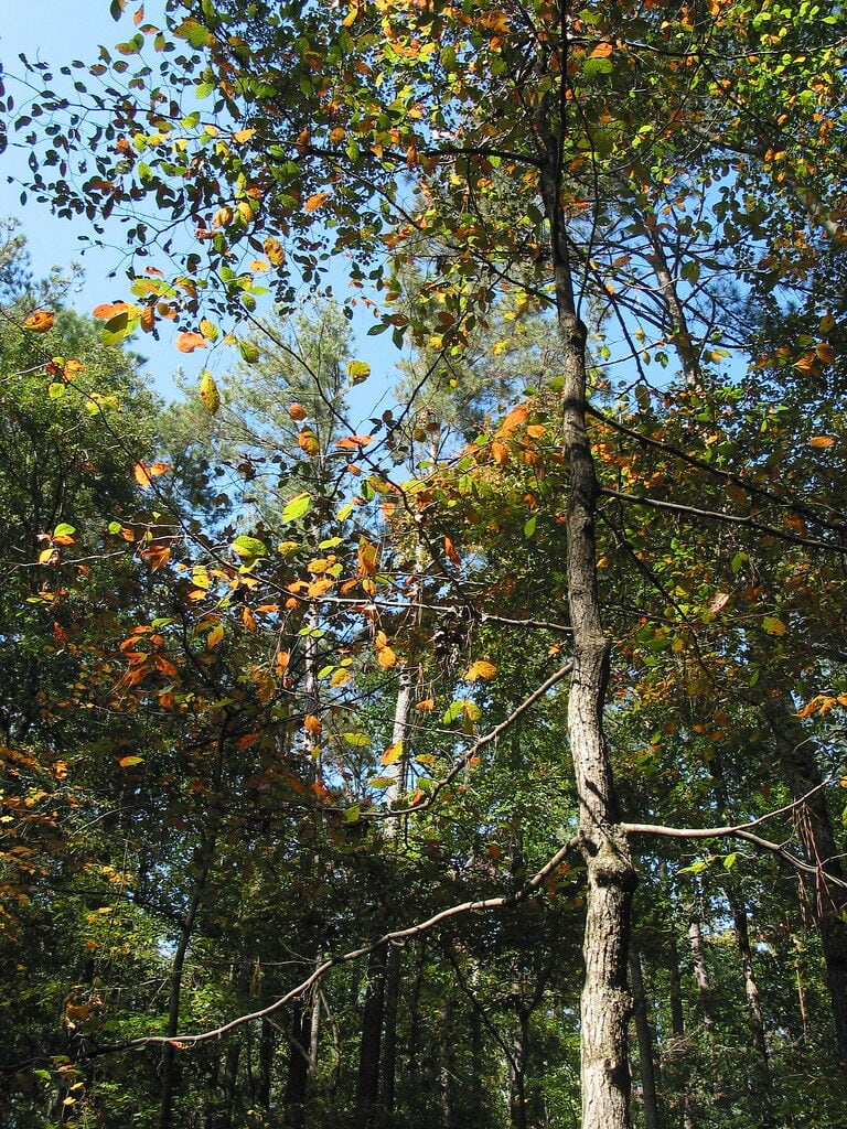Morrisville, NC