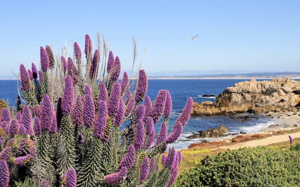 Central California for Retirees: A Walkable Coast Town With a Seven-Figure Catch 10 Pacific Grove, California