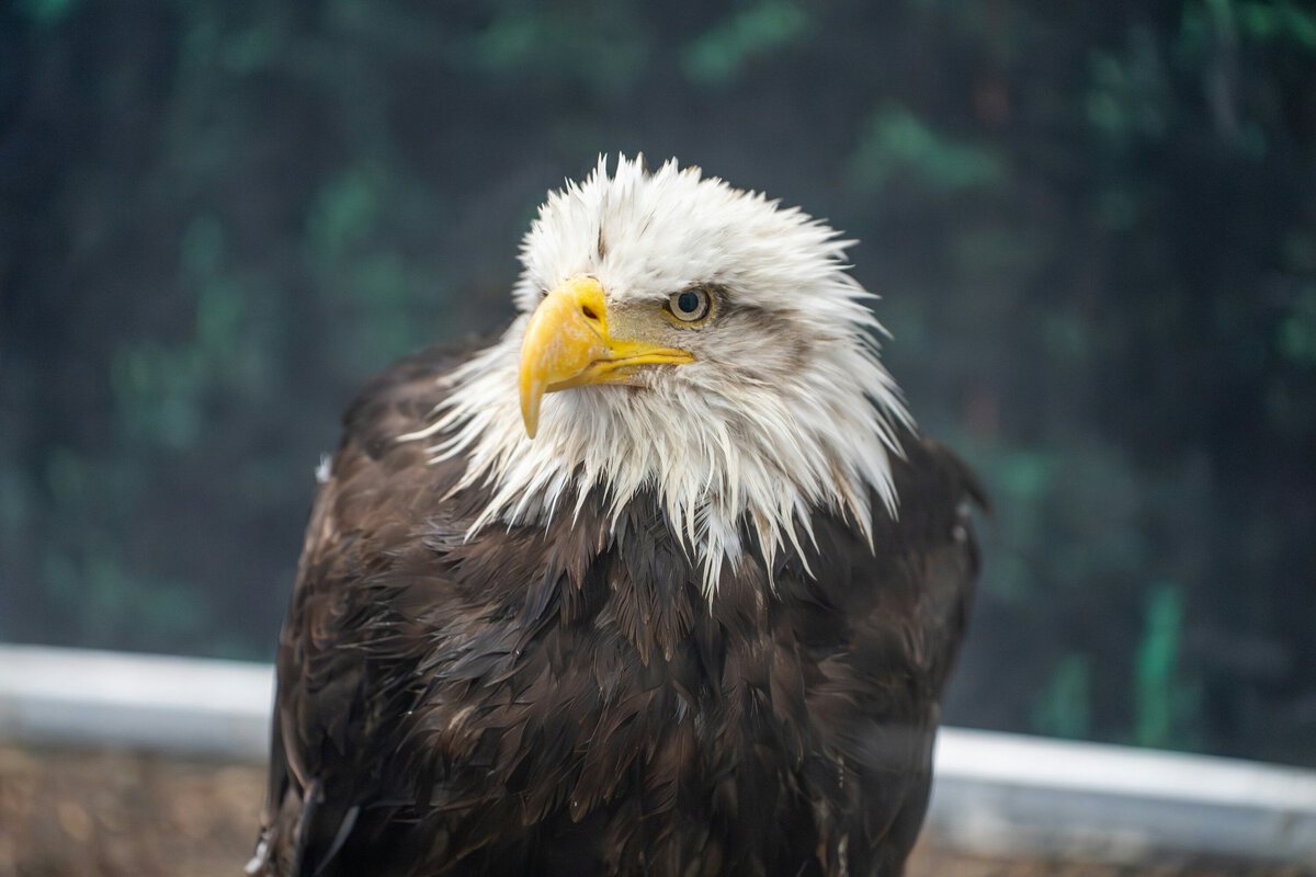 Smithsonian's National Zoo