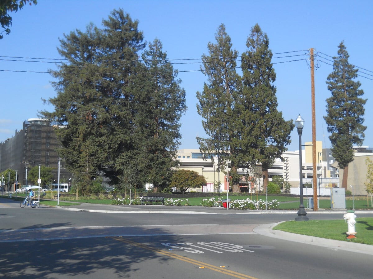 Sunnyvale Town Center redwoods