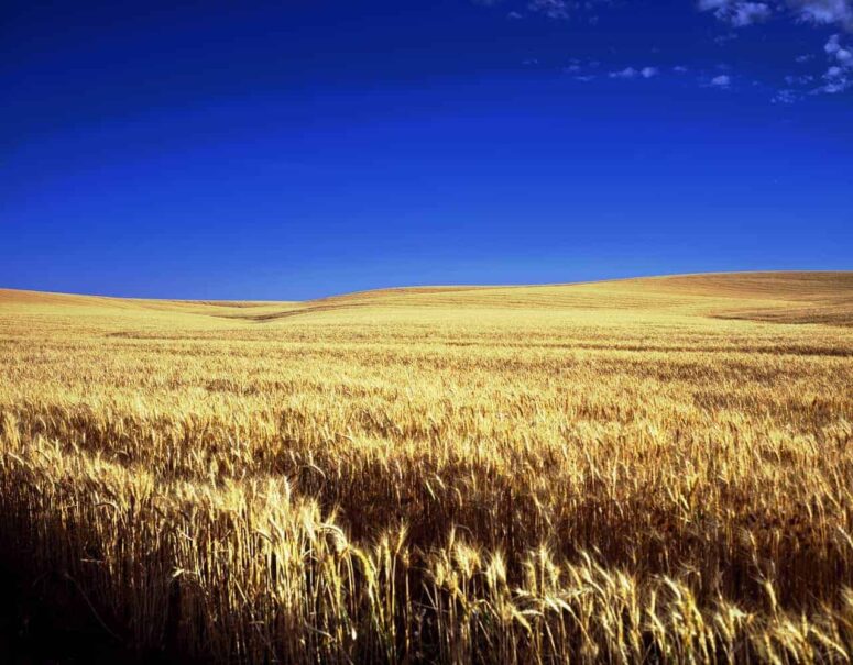 Explore the Unexpected: Top Things to Do in Kansas