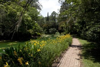 Nature’s Masterpiece: Wonders of Alfred B. Maclay Gardens, Tallahassee, FL