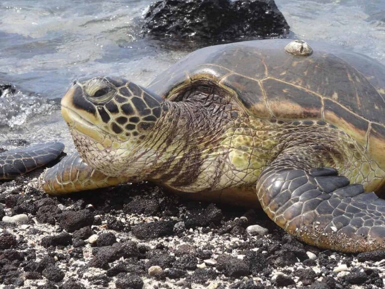 Do People Like the Big Island?