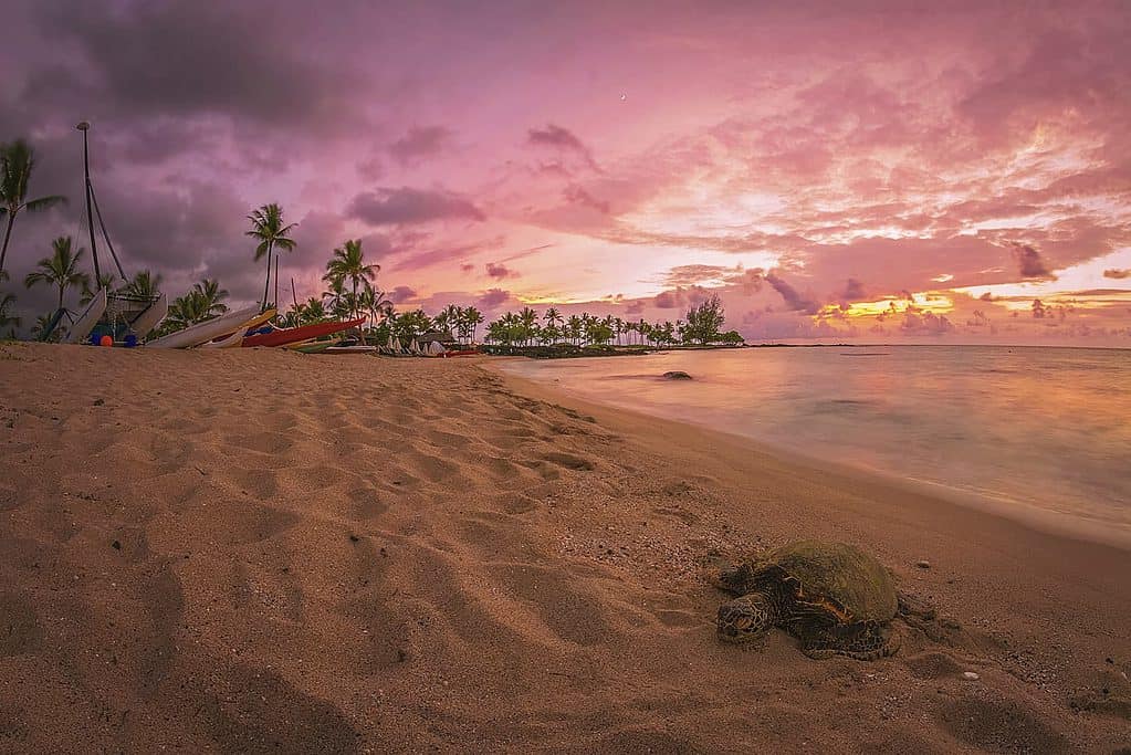 Hawaii Big Island'da yapılacak şeyler