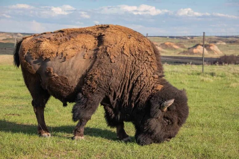 Budget Things to do in North Dakota