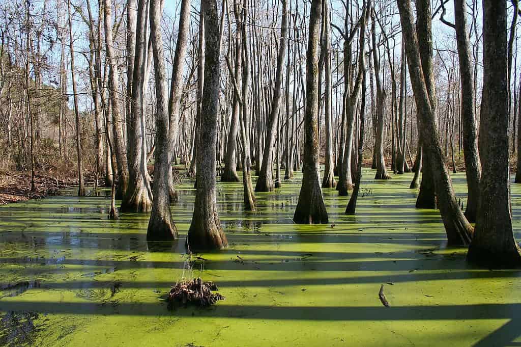 Dove andare in Mississippi