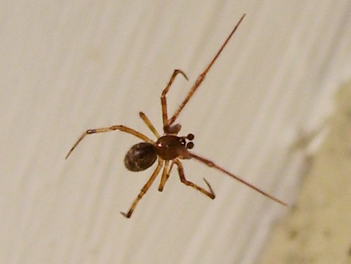 American house spider, male