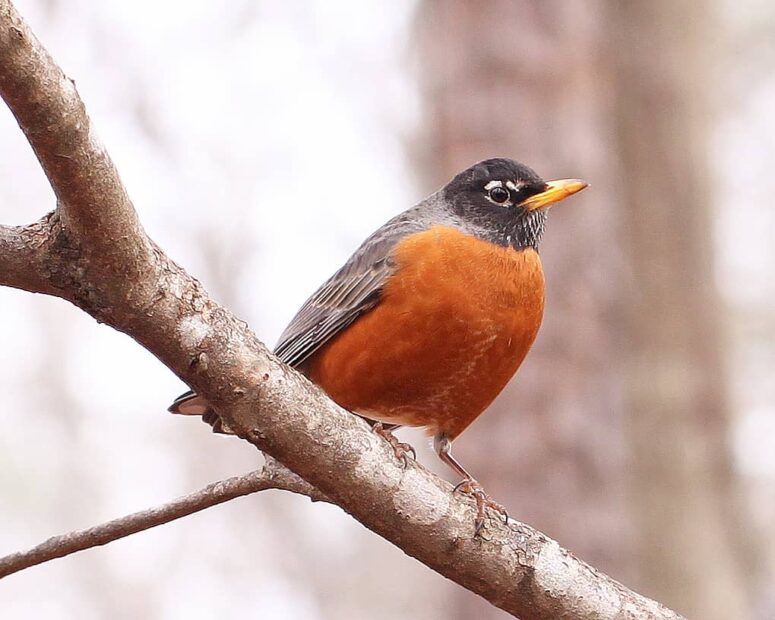 Connecticut State Bird Species