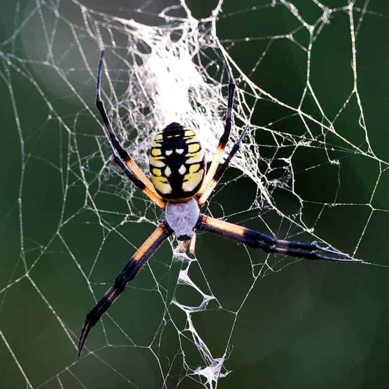 California Spiders Are Everywhere!