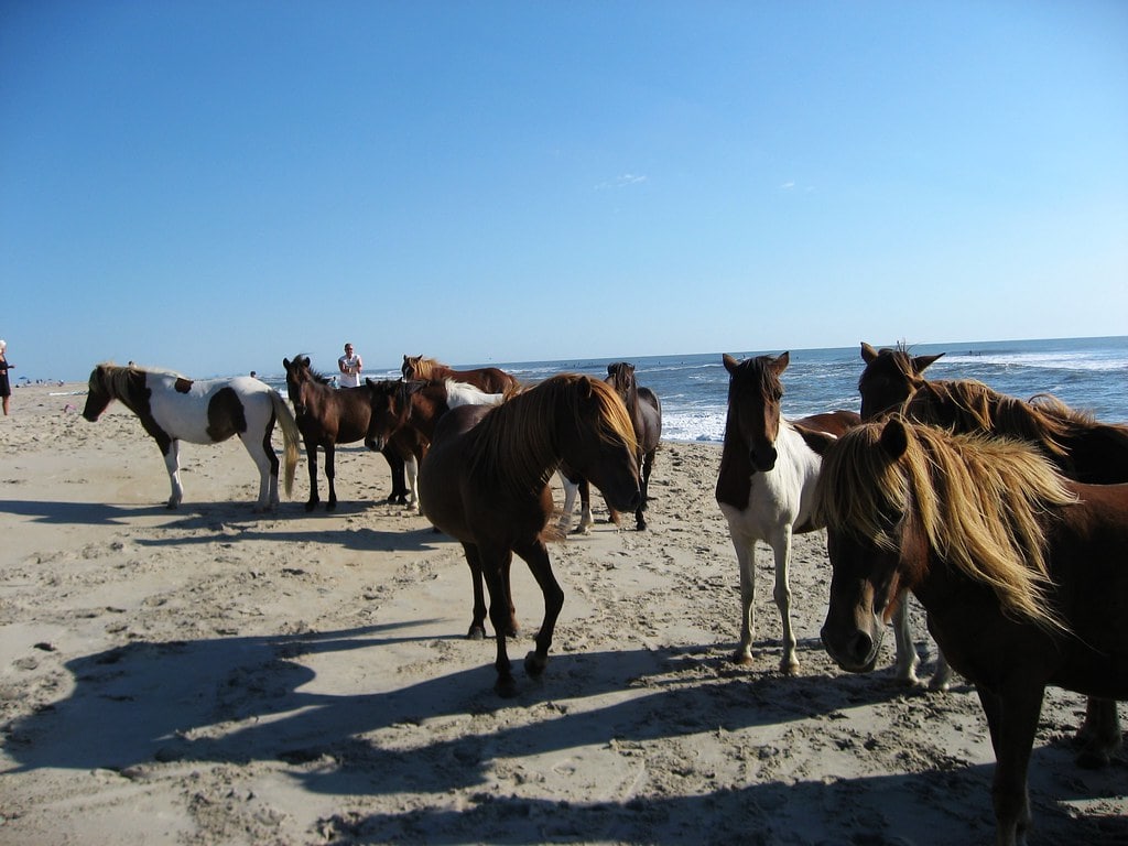 From Sand to Steel: How Ocean City, Maryland, Built Its Own Rhythm 7 Assateague Island