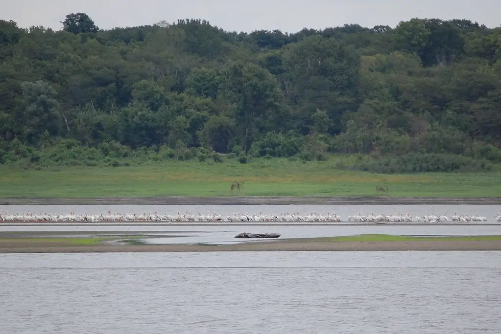 Pelicans at Saylorville Lake, Iowa
