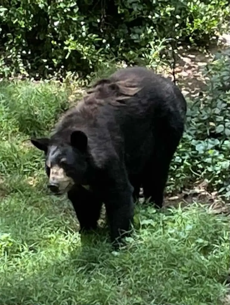 Bear Hollow Zoo Black Bear