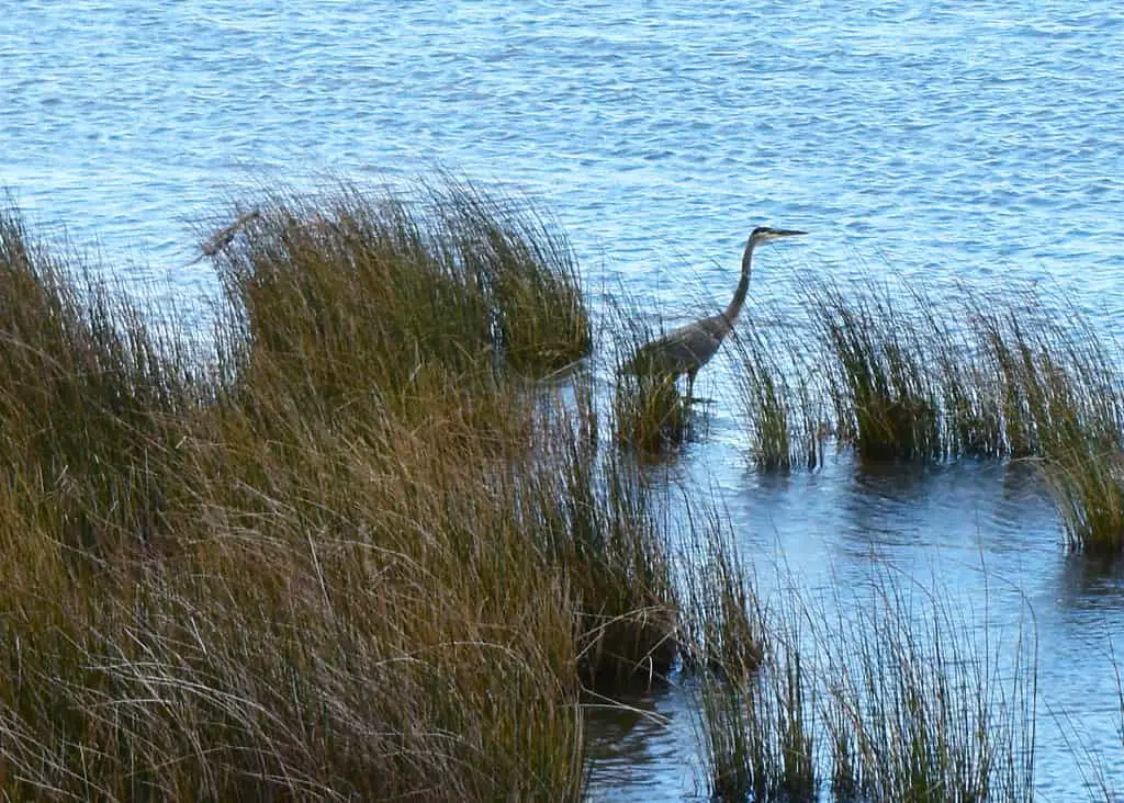 bird great blue heron Duck Town Park and Boardwalk wetlands