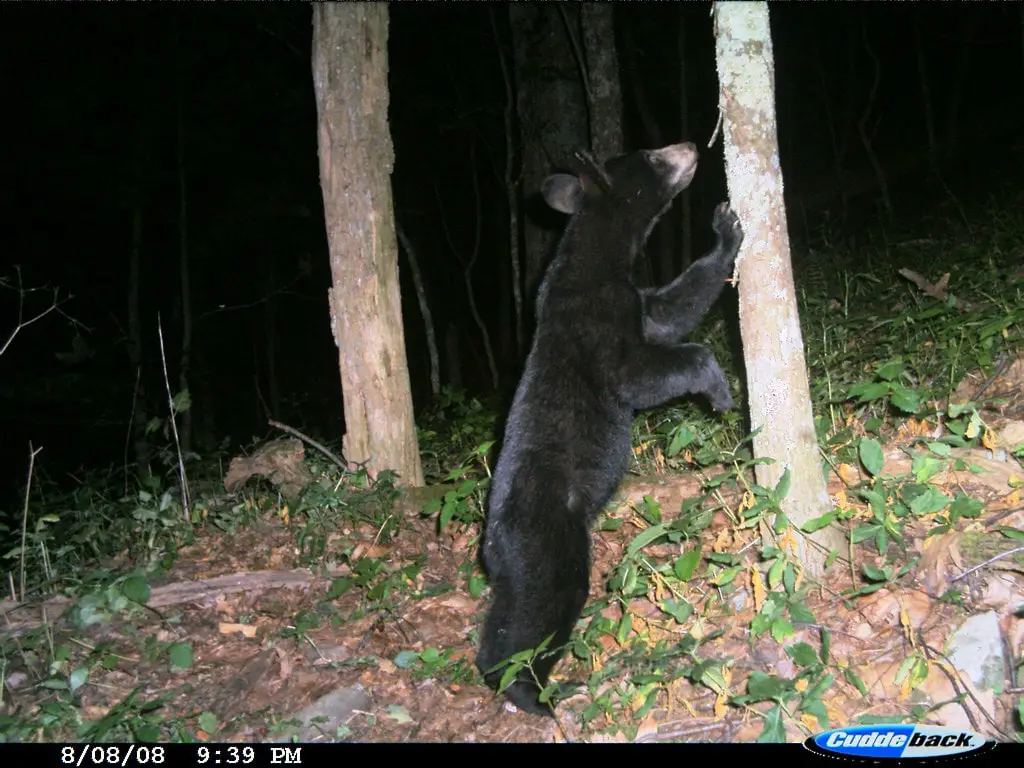 Black bear on the Appalachian Trail