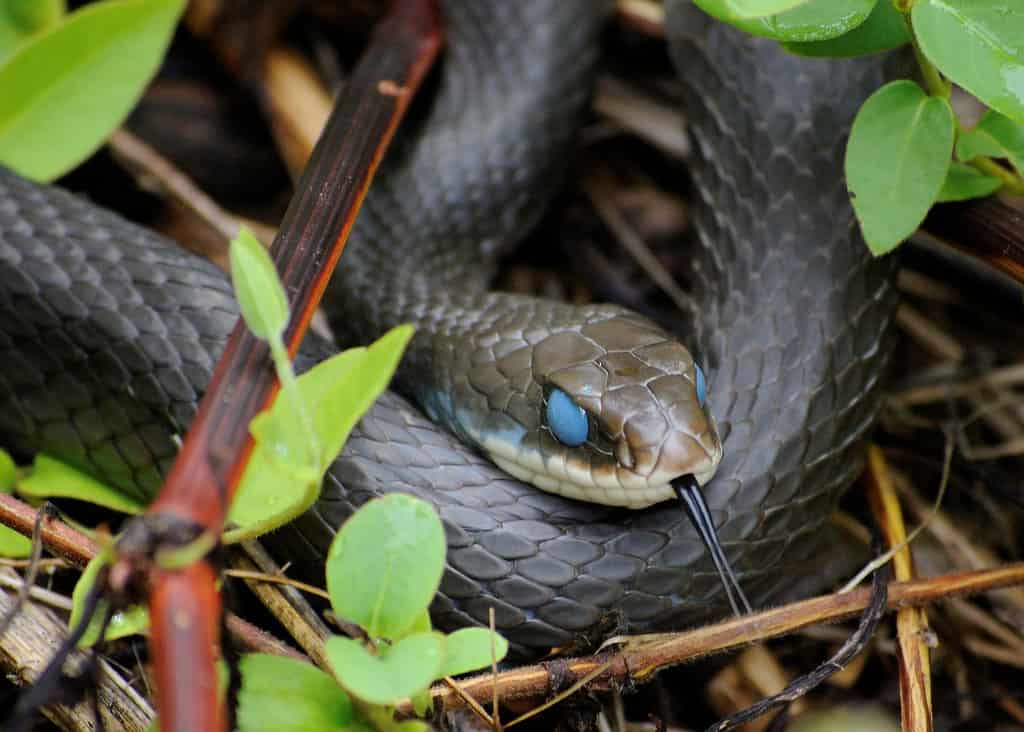 Black Racer snake 'in the blue'