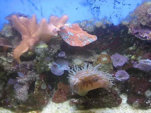 Coral Reef Stuff - Tybee Island Marine Science Center