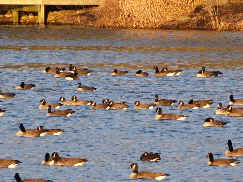 Cackling Geese (Somerset Lake)