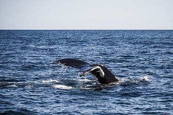 Cape Cod - Whale watching cruise