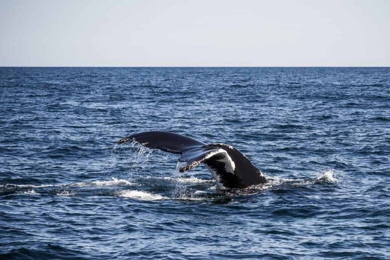 Top 5 Tips For Connecticut Whale Watching