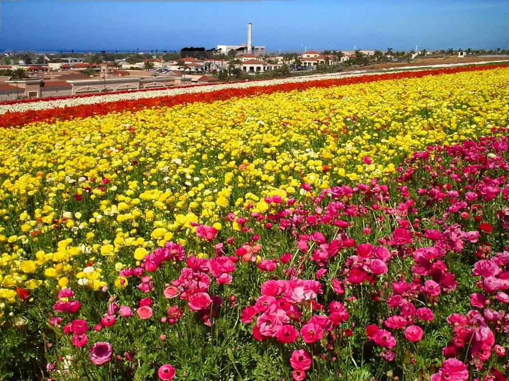 Places to go in Carlsbad Flower Fields
