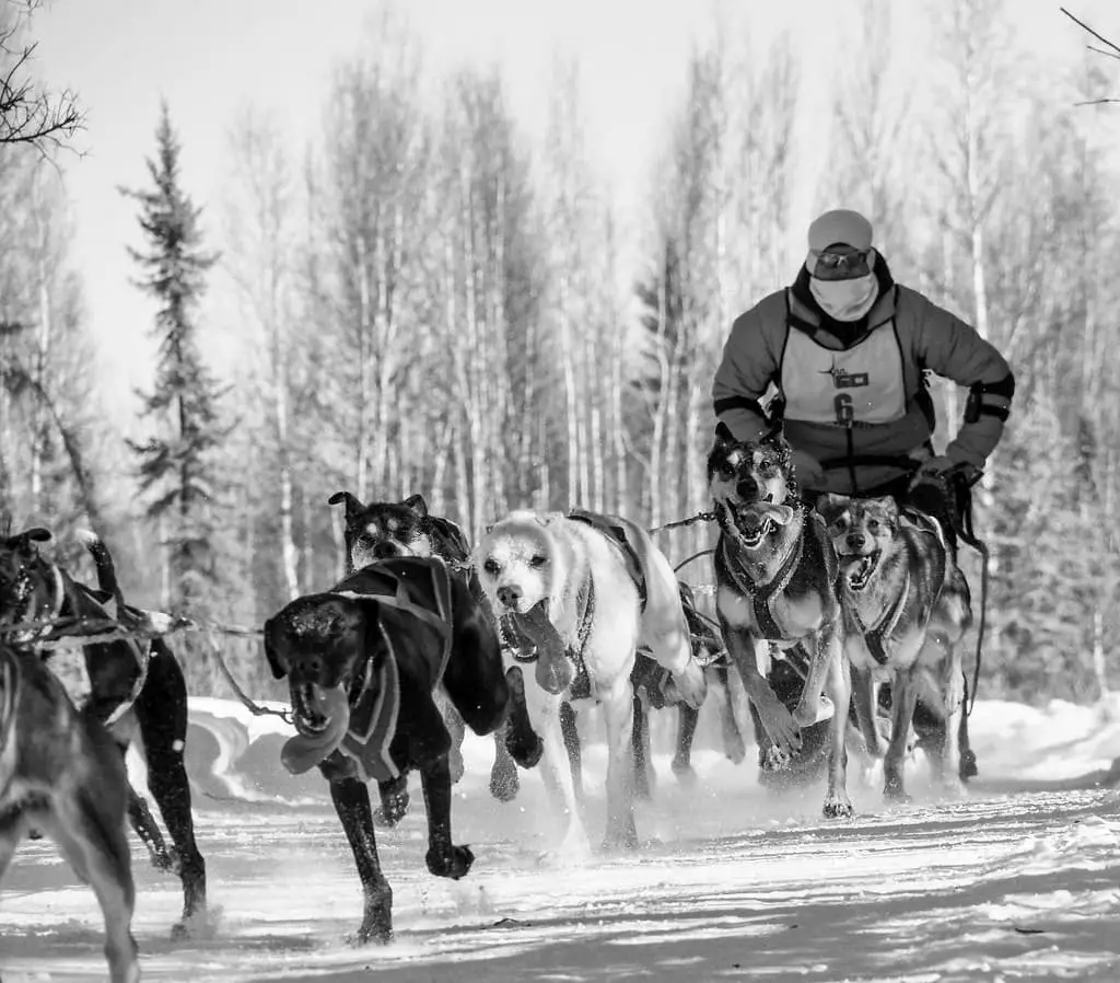 Open North American Sled Dog Championship, Fairbanks Alaska, 2014