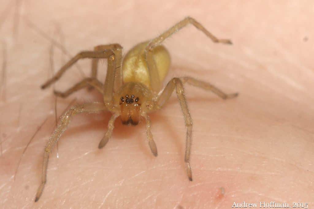 Cheiracanthium sp. (Yellow Sac Spider)