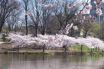 Cherry Blossoms in Branch Brook Park, Newark, New Jersey