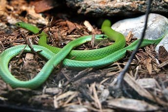 Écomusée - Ecomuseum - Couleuvre verte- Smooth Green Snake