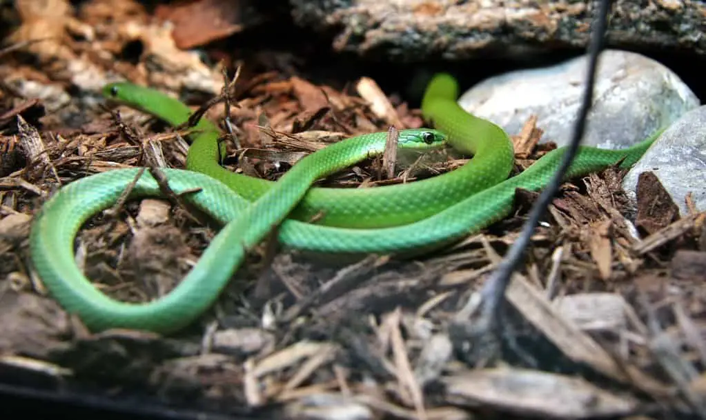 Écomusée - Ecomuseum - Couleuvre verte- Smooth Green Snake