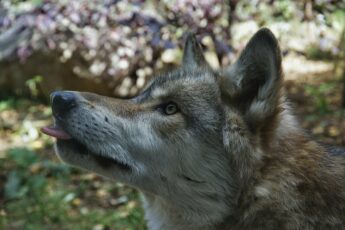 Aiden is an adult wolf at the International Wolf Center in Ely, Minnesota