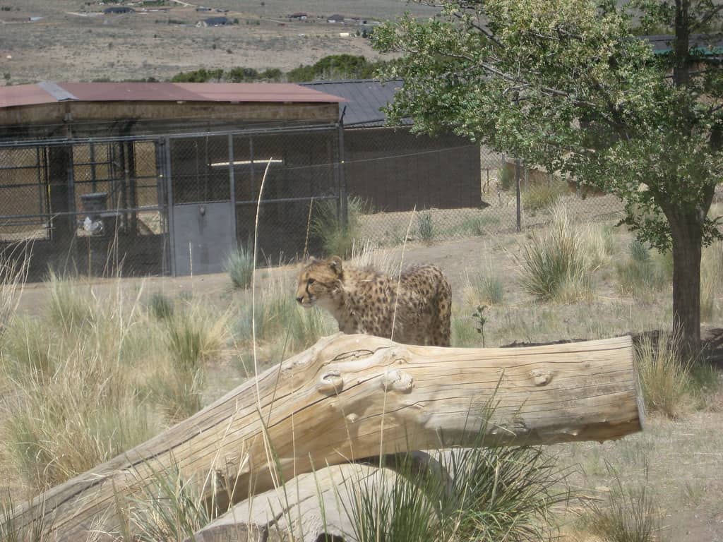 Animal Ark Reno, Nevada