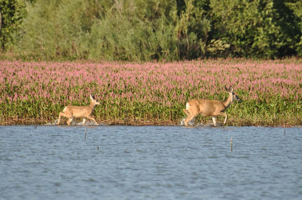 Deer at lake , Deer Flat National Wildlife Refuge