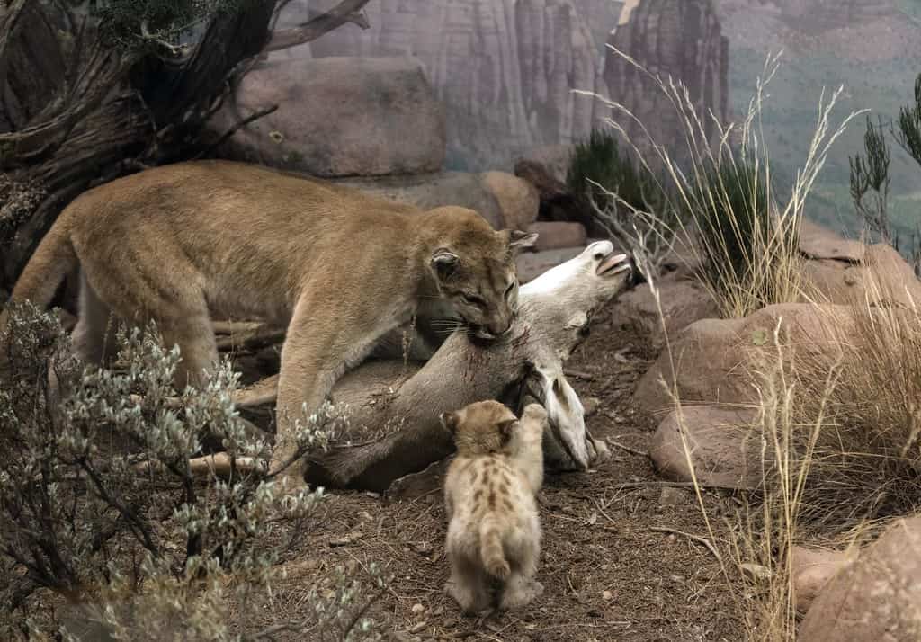 Display of stuffed mountain lions and their prey at the Denver Museum of Nature & Science in Denver, Colorado (LOC)