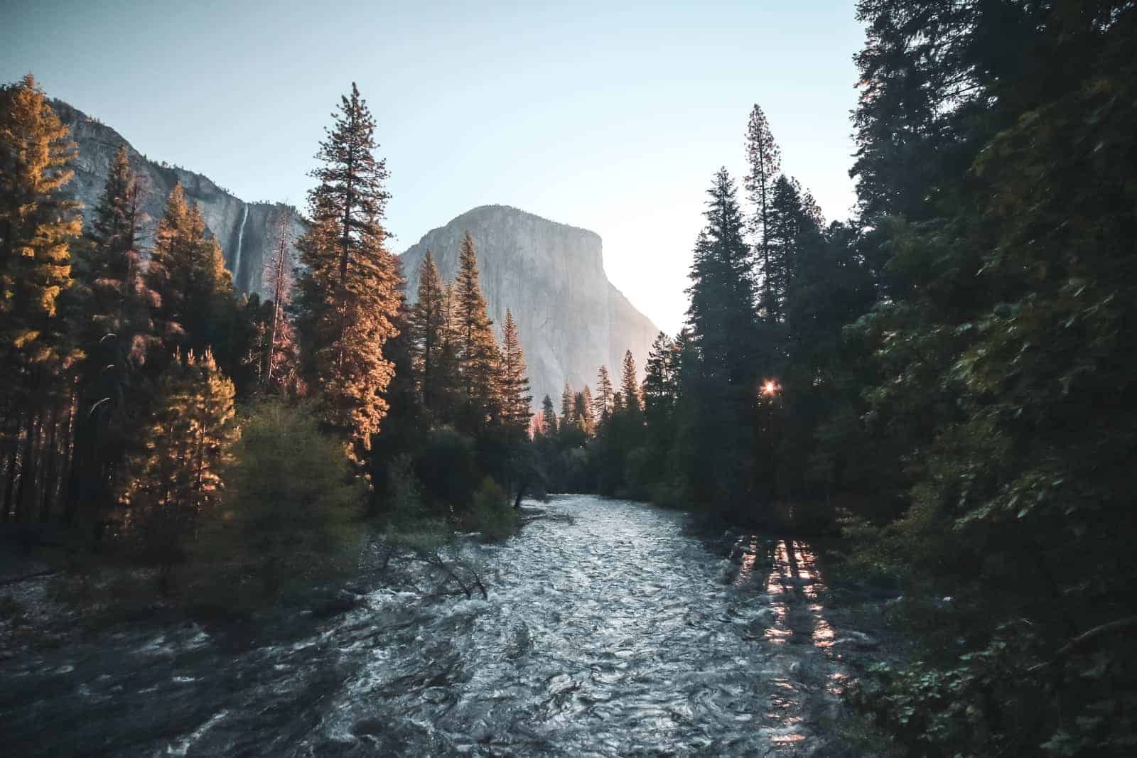 water stream surrounded with green trees