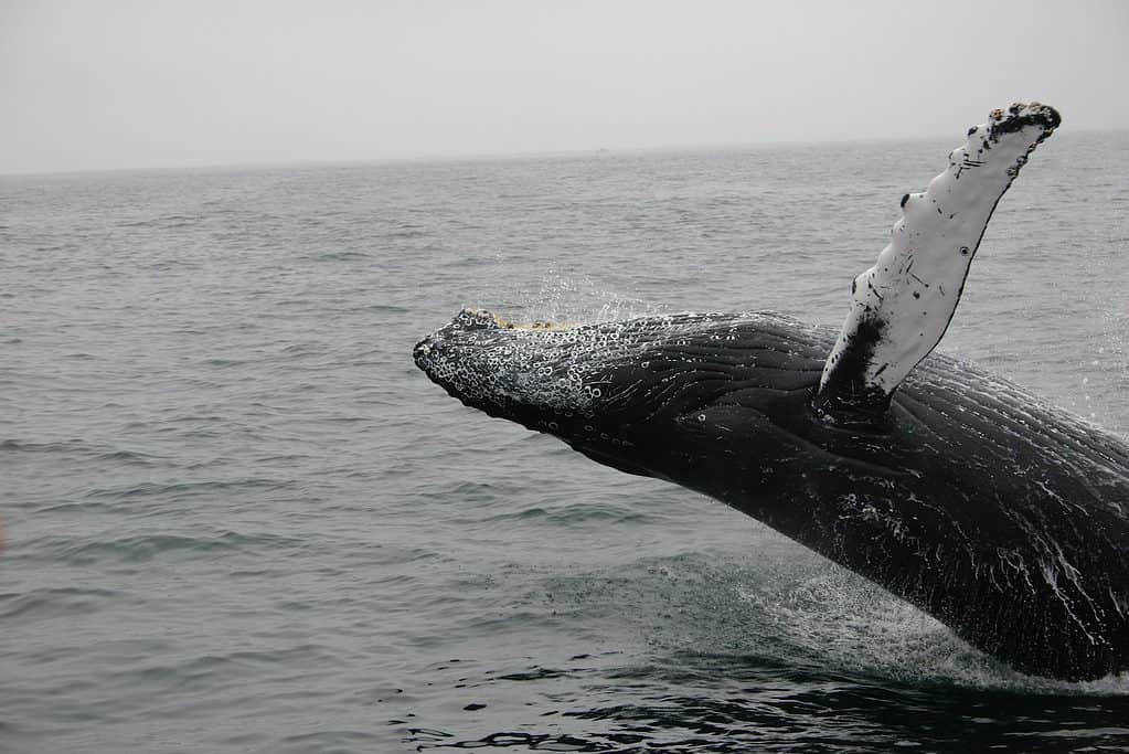 Washington state whale watching