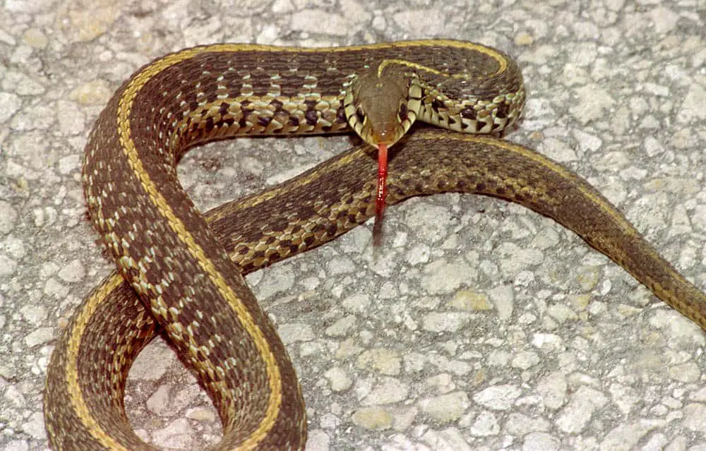 Connecticut snakes Eastern Garter Snake