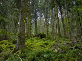 Travel Through the 12 Most Enchanted Forests on Earth